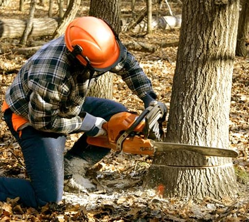 Tree Removal in Damar, KS